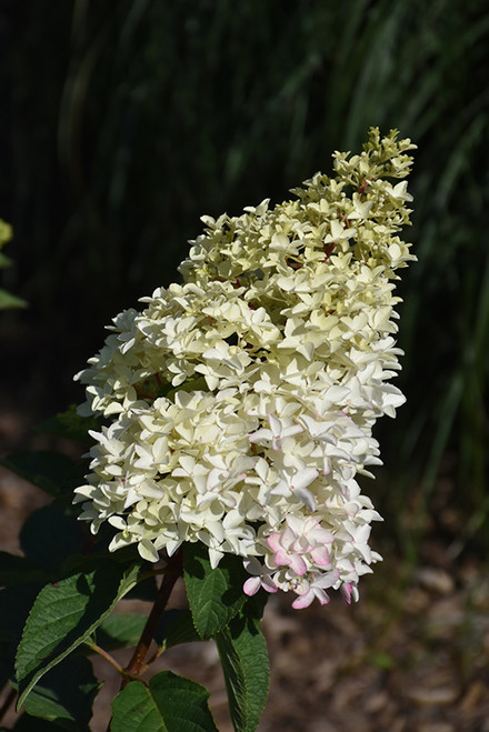 Berry White Hydrangea (Hydrangea paniculata 'Renba' 1022.3) #3 