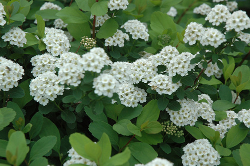 Tor Spirea (Spiraea betulifolia 'Tor' 1361.315) #3 15-18"