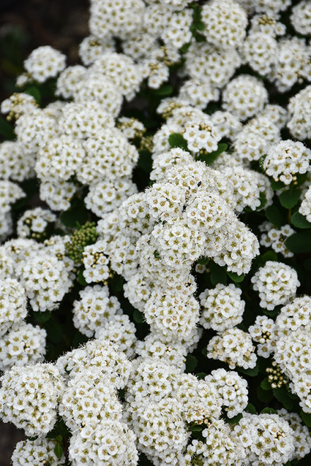 Tor Spirea (Spiraea betulifolia 'Tor' 1361.315) #3 15-18"