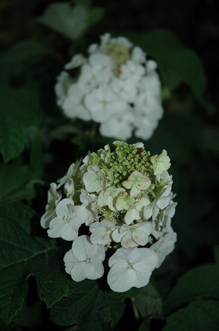 Jetstream Hydrangea (Hydrangea quercifolia 'PIIHQ-I' 1003.3) #3 