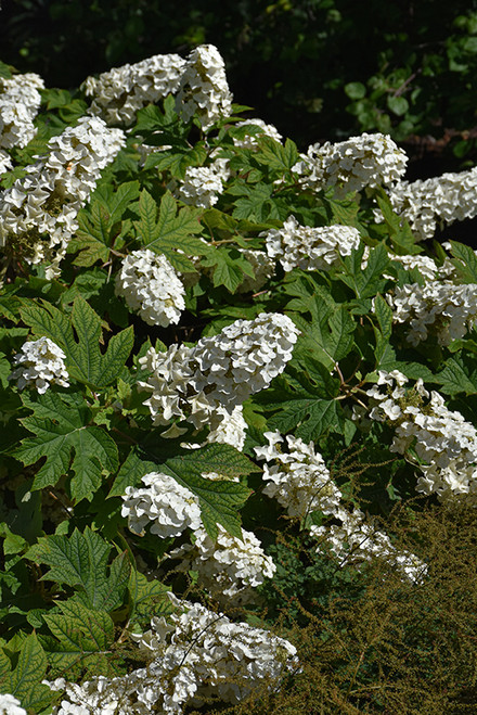 Jetstream Hydrangea (Hydrangea quercifolia 'PIIHQ-I' 1003.3) #3 