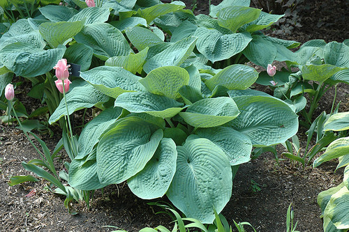 Elegans Hosta (Hosta sieboldiana 'Elegans' 4928.1) #1 