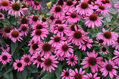 Sombrero Rosada Coneflower (Echinacea 'Balsomrosa' 5346.1) #1 