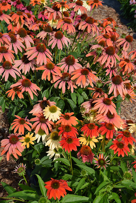 Cheyenne Spirit Coneflower (Echinacea 'Cheyenne Spirit' 4913.1) #1 