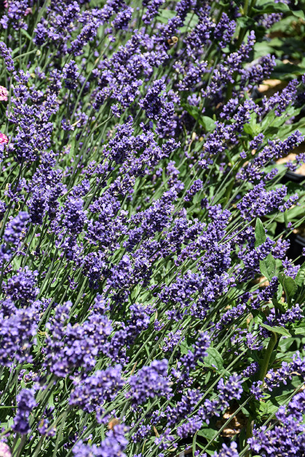 SuperBlue Lavender (Lavandula angustifolia 'SuperBlue' 4504.1) #1 