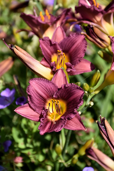 Purple de Oro Daylily (Hemerocallis 'Purple de Oro' 4509.1) #1 