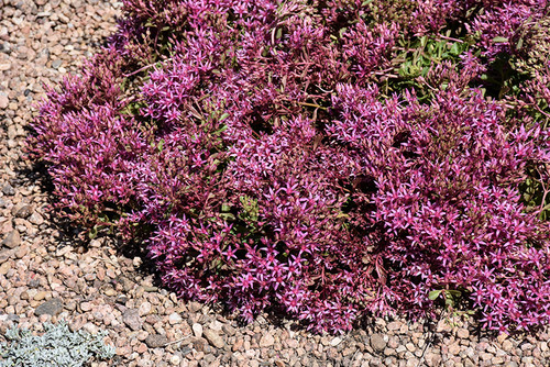 Dragon's Blood Stonecrop (Sedum spurium 5342.1) #1 