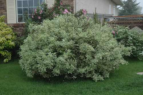 Ivory Halo Dogwood (Cornus alba 'Ivory Halo' 1043.5) #5 