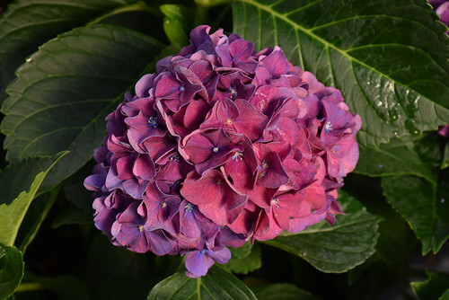 Wee Bit Grumpy Hydrangea (Hydrangea macrophylla 'Stragrum' 1588.3PW) #3 PWINNER