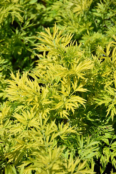 Golden Tower Elder (Sambucus nigra 'Jdeboer001' 1335.3) #3 