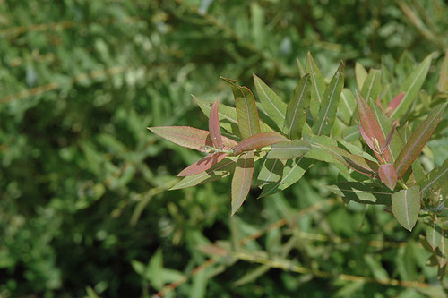 Flamingo Willow (Salix integra 'Flamingo' 0547.3) #3 