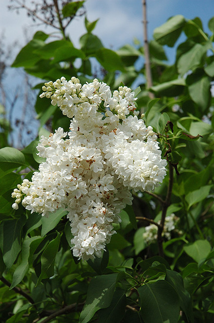 Miss Ellen Willmott Lilac (Syringa vulgaris 'Miss Ellen Willmott' 1401.5) #5 