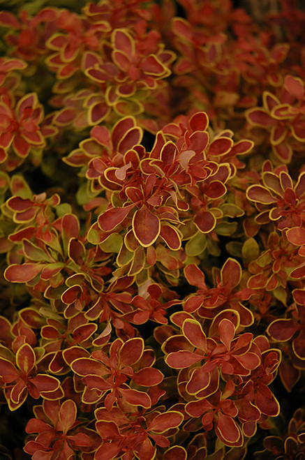 Admiration Japanese Barberry (Berberis thunbergii 'Admiration' 1006.3) #3 
