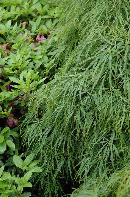 Cutleaf Japanese Maple (Acer palmatum 'Dissectum Viridis') #5