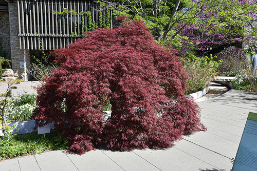 INABA SHIDARE JAPANESE MAPLE #3