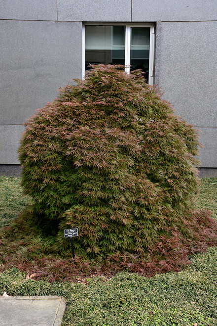 ORANGEOLA JAPANESE MAPLE #5