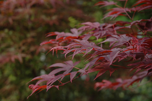 FIREGLOW JAPANESE MAPLE #5