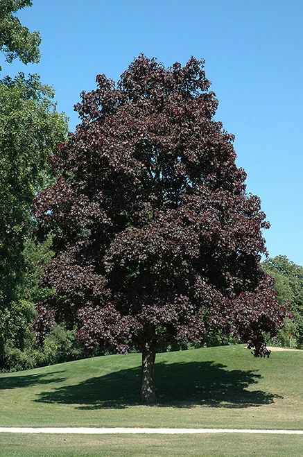 Crimson King Norway Maple (Acer platanoides 'Crimson King' 0025.968) #15 8'