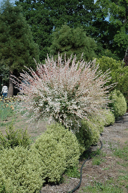 Tricolor Willow (tree form) (Salix integra 'Hakuro Nishiki (tree form)' 0420.9ST) #15 STD
