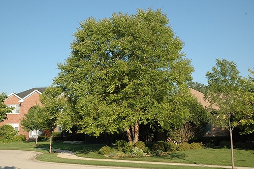 Heritage River Birch (Betula nigra 'Heritage' 0092.9M8) #15 8' MS