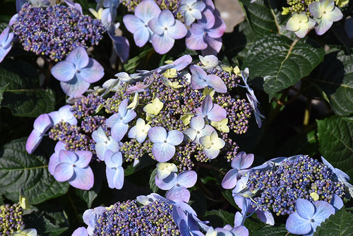 Pop Star Hydrangea (Hydrangea macrophylla 'BAILMACSIX' 1903.3) #3 