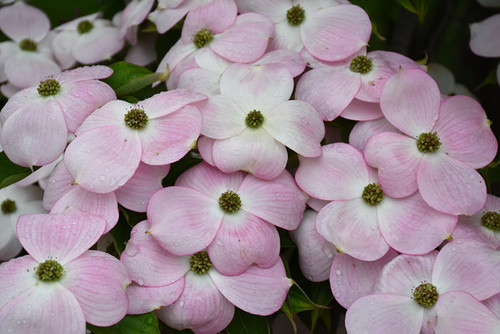 Stellar Pink Flowering Dogwood (Cornus 'Stellar Pink' 0041.5) #5 