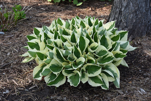 Patriot Hosta (Hosta 'Patriot' 4924.1) #1 