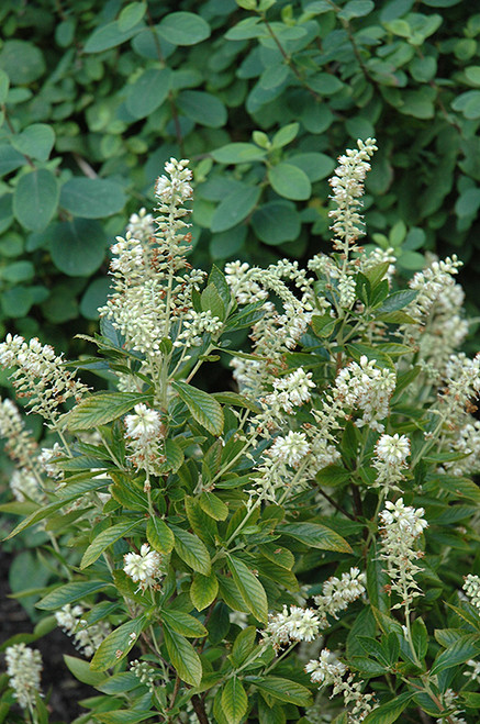 Hummingbird Summersweet (Clethra alnifolia 'Hummingbird' 1214.3) #3 