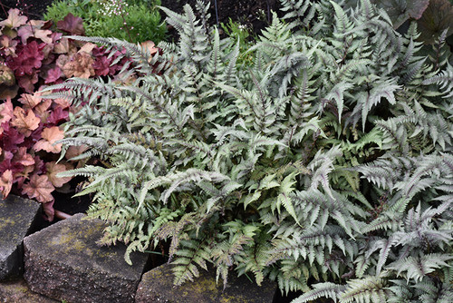 Japanese Painted Fern (Athyrium nipponicum 'Pictum' 4121.1) #1 