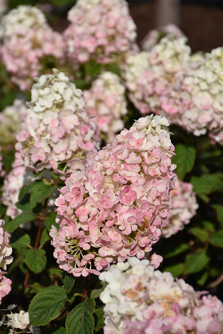 Strawberry Sundae Hydrangea (Hydrangea paniculata 'Rensun' 1287.3) #3 