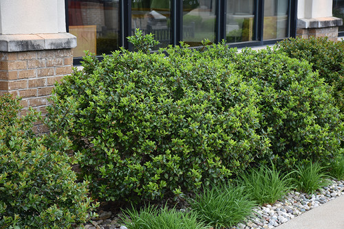 Blue Prince Meserve Holly (Ilex x meserveae 'Blue Prince' 2026.315) #3 15-18"