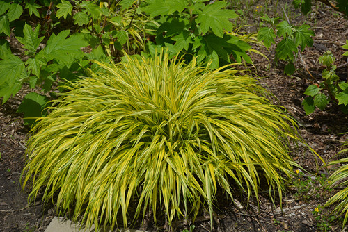 Golden Variegated Hakone Grass (Hakonechloa macra 'Aureola' 4357*1) TRADE 1 