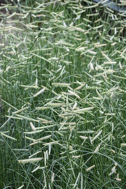Blonde Ambition Blue Grama Grass (Bouteloua gracilis 'Blonde Ambition' 5281.2) #2 