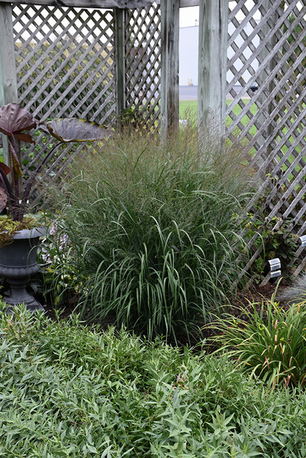 Prairie Winds Apache Rose Switch Grass (Panicum virgatum 'Apache Rose' 5080.2PW) #2 PWINNER