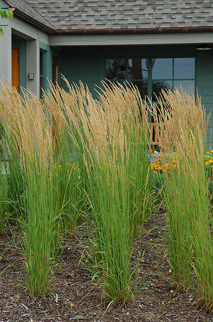 Karl Foerster Reed Grass (Calamagrostis x acutiflora 'Karl Foerster' 4131.5) #5 