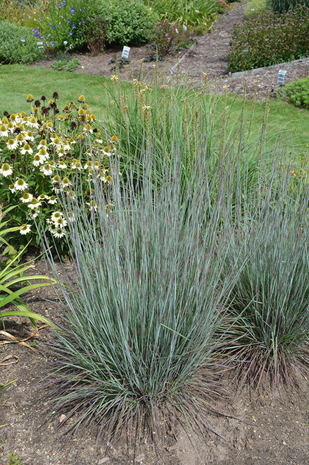 Prairie Winds Blue Paradise Little Bluestem (Schizachyrium scoparium 'Blue Paradise' 5717.2PW) #2 PWINNER