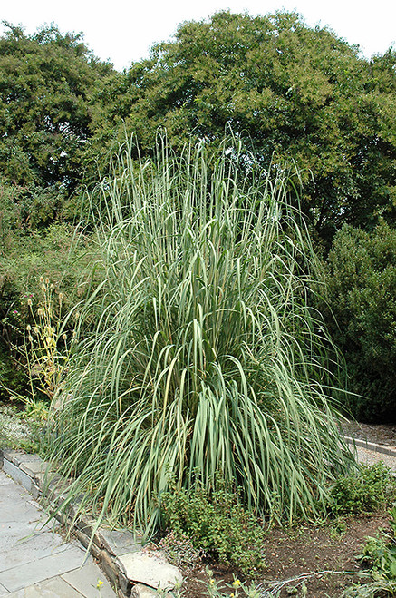 Ravenna Grass (Erianthus ravennae 4326.2) #2 
