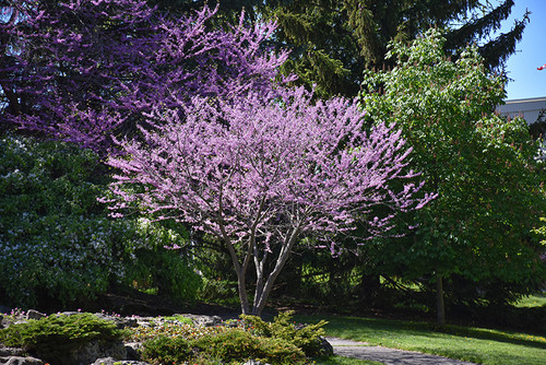 Eastern Redbud (Cercis canadensis 0130.8) #10 