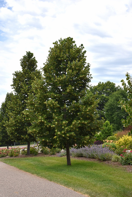 Boulevard Linden (Tilia americana 'Boulevard' 0577011.) #20 1.5"