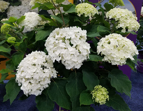 FlowerFull Smooth Hydrangea (Hydrangea arborescens 'BAIFUL' 1240.5) #5 
