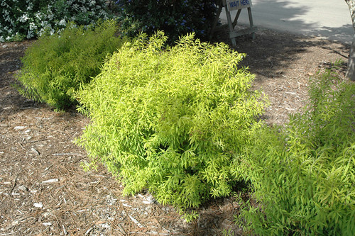 Mellow Yellow Spirea (Spiraea thunbergii 'Mellow Yellow' 1380.3) #3 