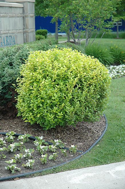 Golden Privet (Ligustrum x vicaryi 1133.3) #3 
