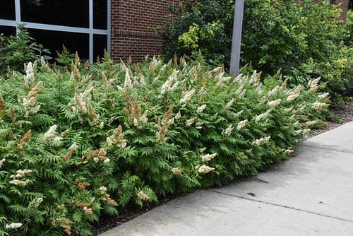 False Spirea (Sorbaria sorbifolia 1343.3) #3 