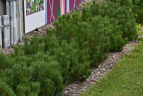 Dwarf Mugo Pine (Pinus mugo var. pumilio 2112.312) #3 12-15"