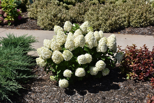 Little Lime Punch Hydrangea (Hydrangea paniculata 'SMNHPH' 1290.3PW) #3 PWINNER