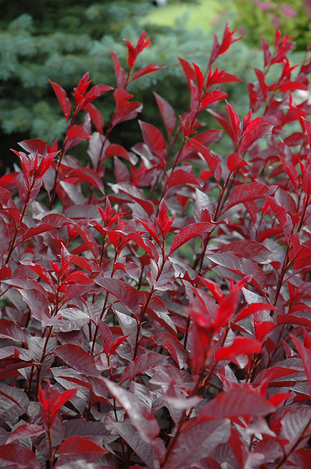 Purpleleaf Sandcherry (Prunus x cistena 1275.3) #3 