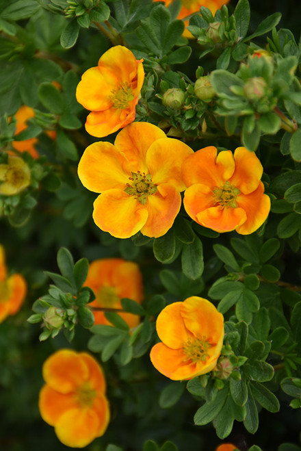Mandarin Tango Potentilla (Potentilla fruticosa 'Jefman' 1302.3) #3 
