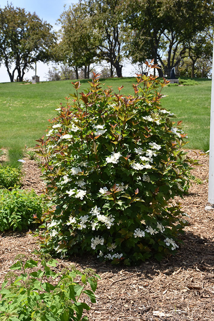 Redwing Highbush Cranberry (Viburnum trilobum 'JN Select' 1632.3) #3 