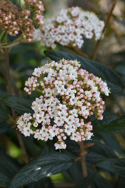 Prague Viburnum (Viburnum x pragense 1513.3) #3 