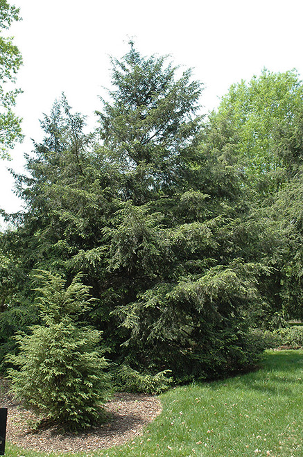 Canadian Hemlock (Tsuga canadensis 3235.5) #5 